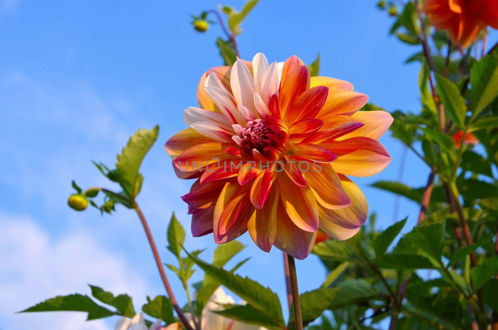Dahlie Caribbean Fantasy - Dahlia Caribbean Fantasy 03