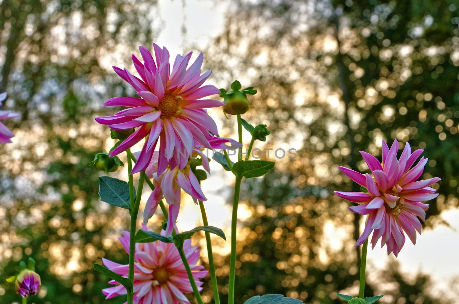 Dahlie Grape Expectations - Dahlia Grape Expectations 01