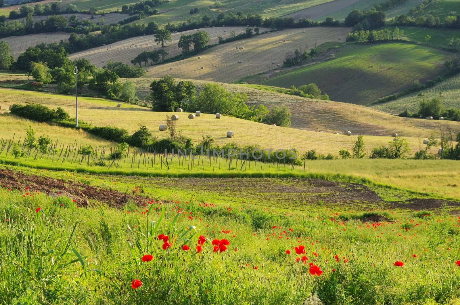 Emilia Landscape - Emilia landscape 04