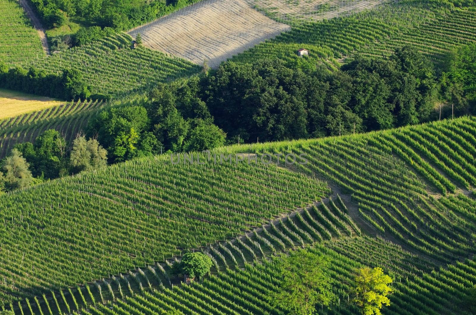 Langhe Vineyards - langhe vineyards 11