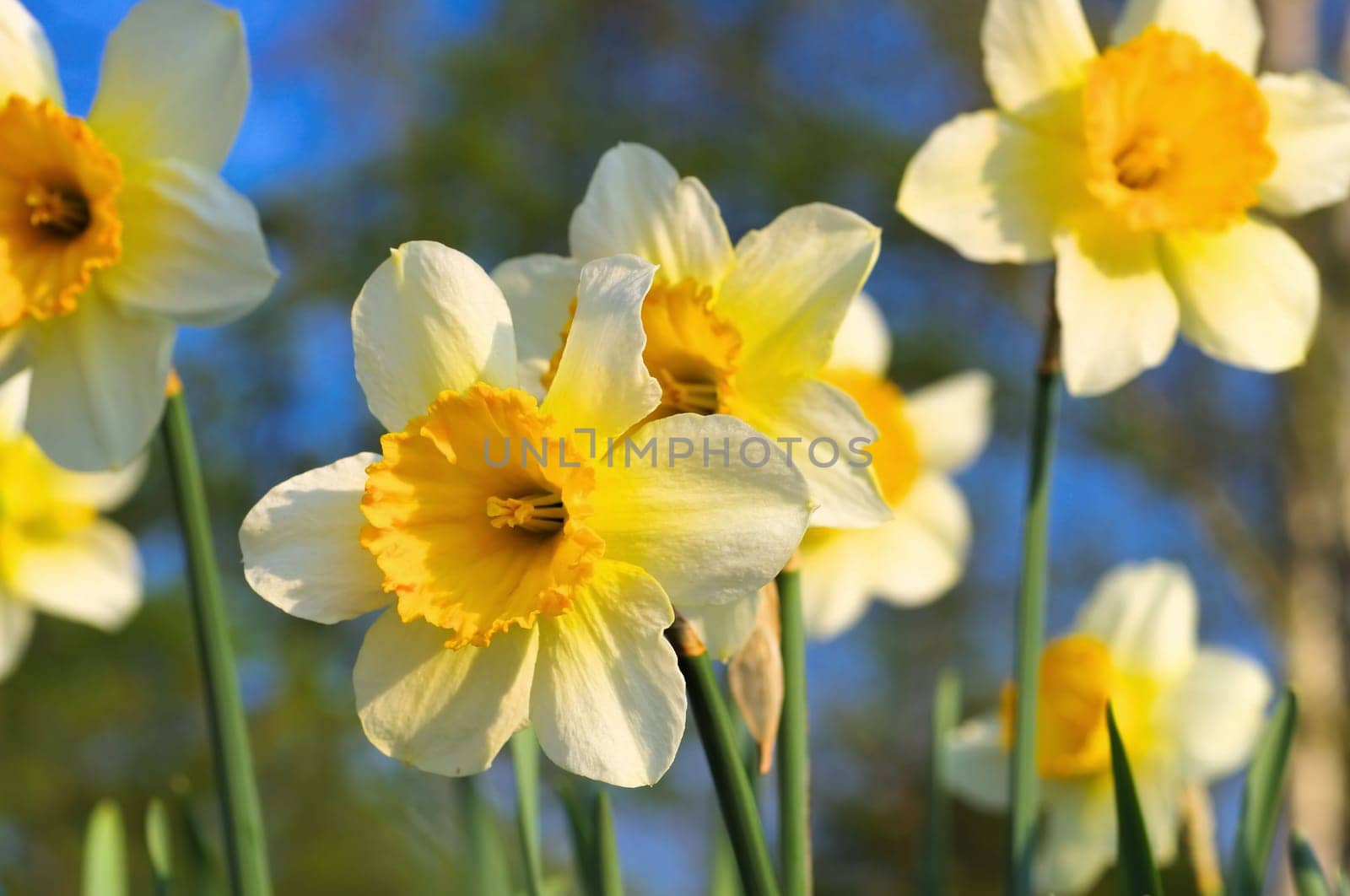 Orangery narcissist - the Daffodil flower is called Orangery