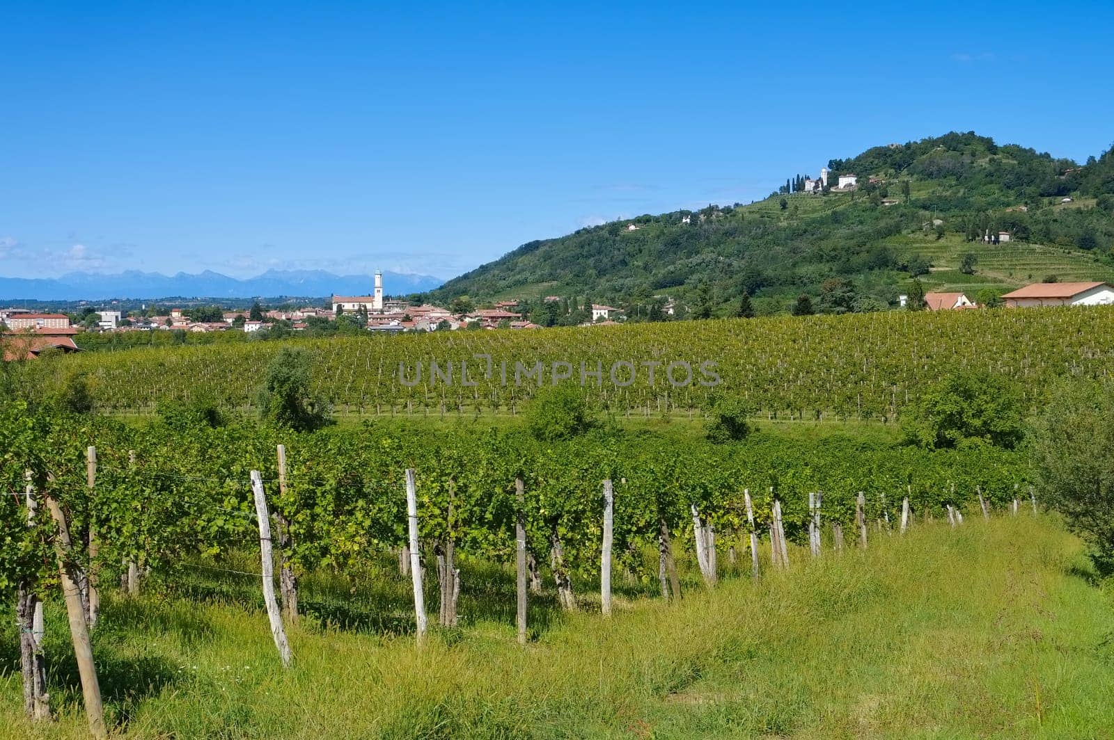 Friuli Vineyards in Northern Italy - Friuli vineyards in northern Italy
