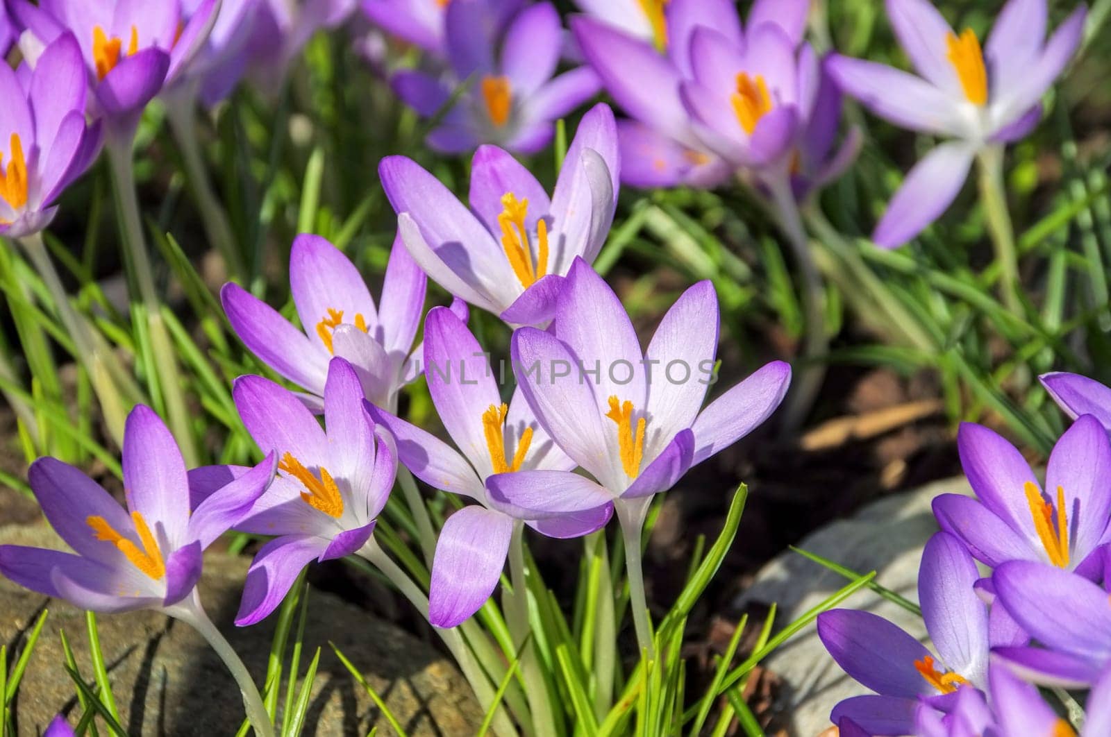 Crocus - Crocus 141