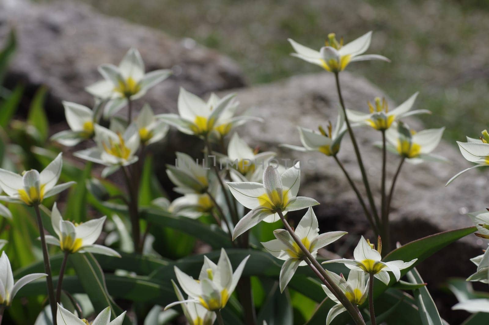 Wild tulip Tulipa turkestanica - wild tulip Tulipa turkestanica 03