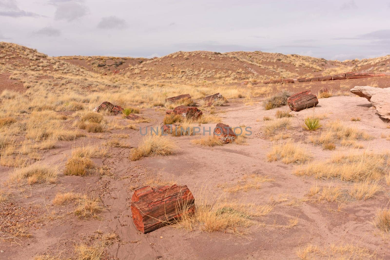 Petrified Log Panorama in the Desert of the Petrified Forest National Park in Arizona