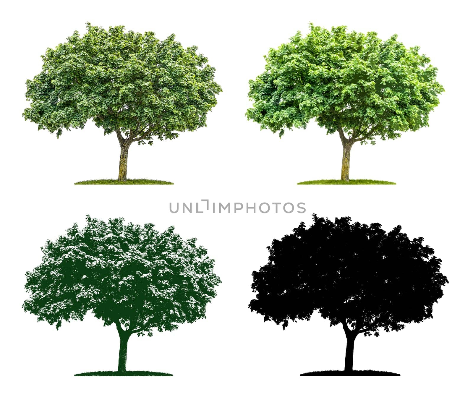 Tree in four different illustration techniques - Maple