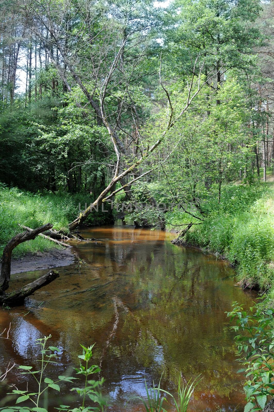 quiet little river flows through the dense forest