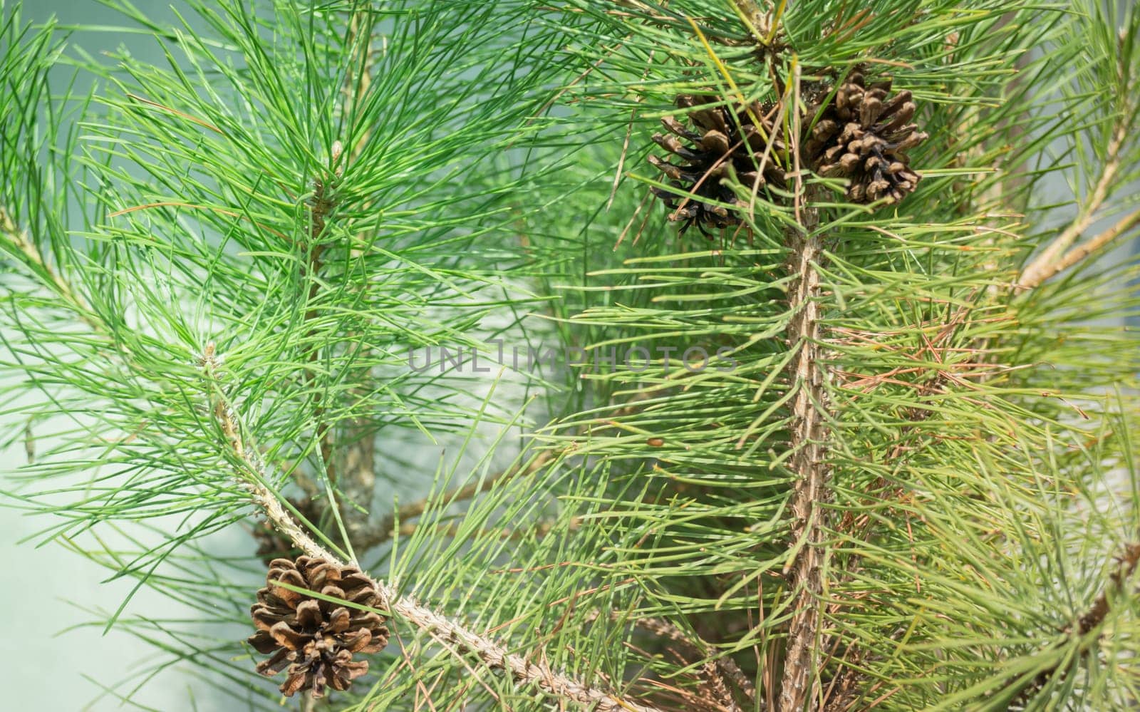 Pine cone on branches of tree in summer, stock photo