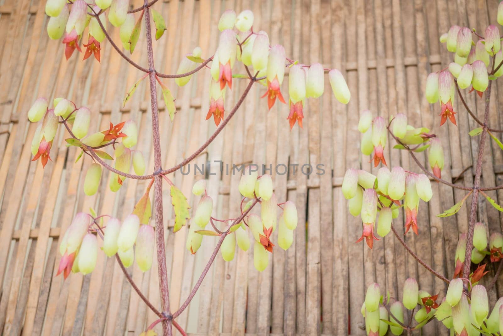 Beautiful flower in spring time vintage style, stock photo