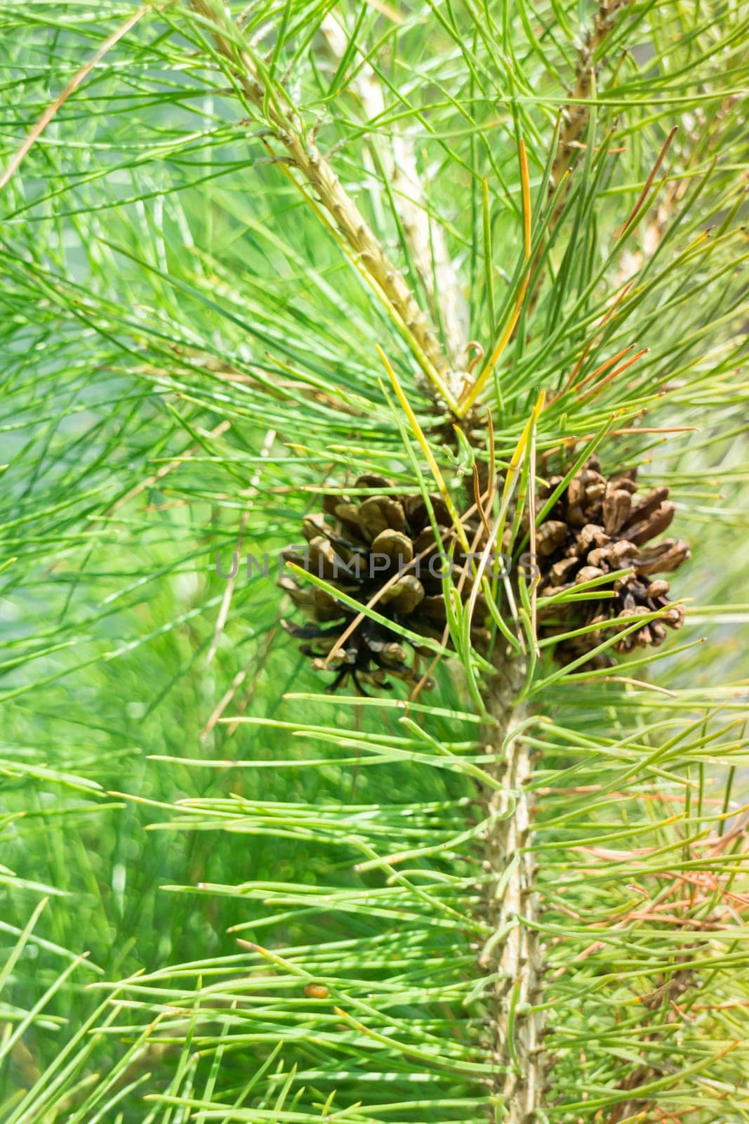 Pine cone on branches of tree in summer, stock photo