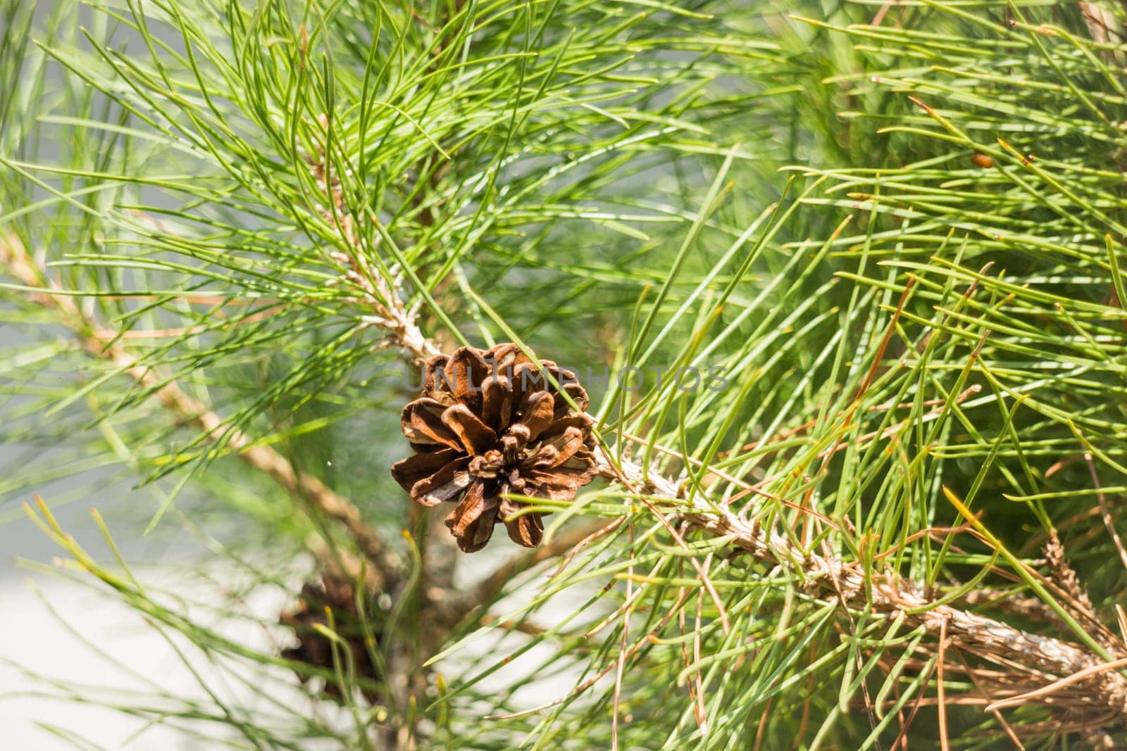 Pine cone on branches of tree in summer, stock photo
