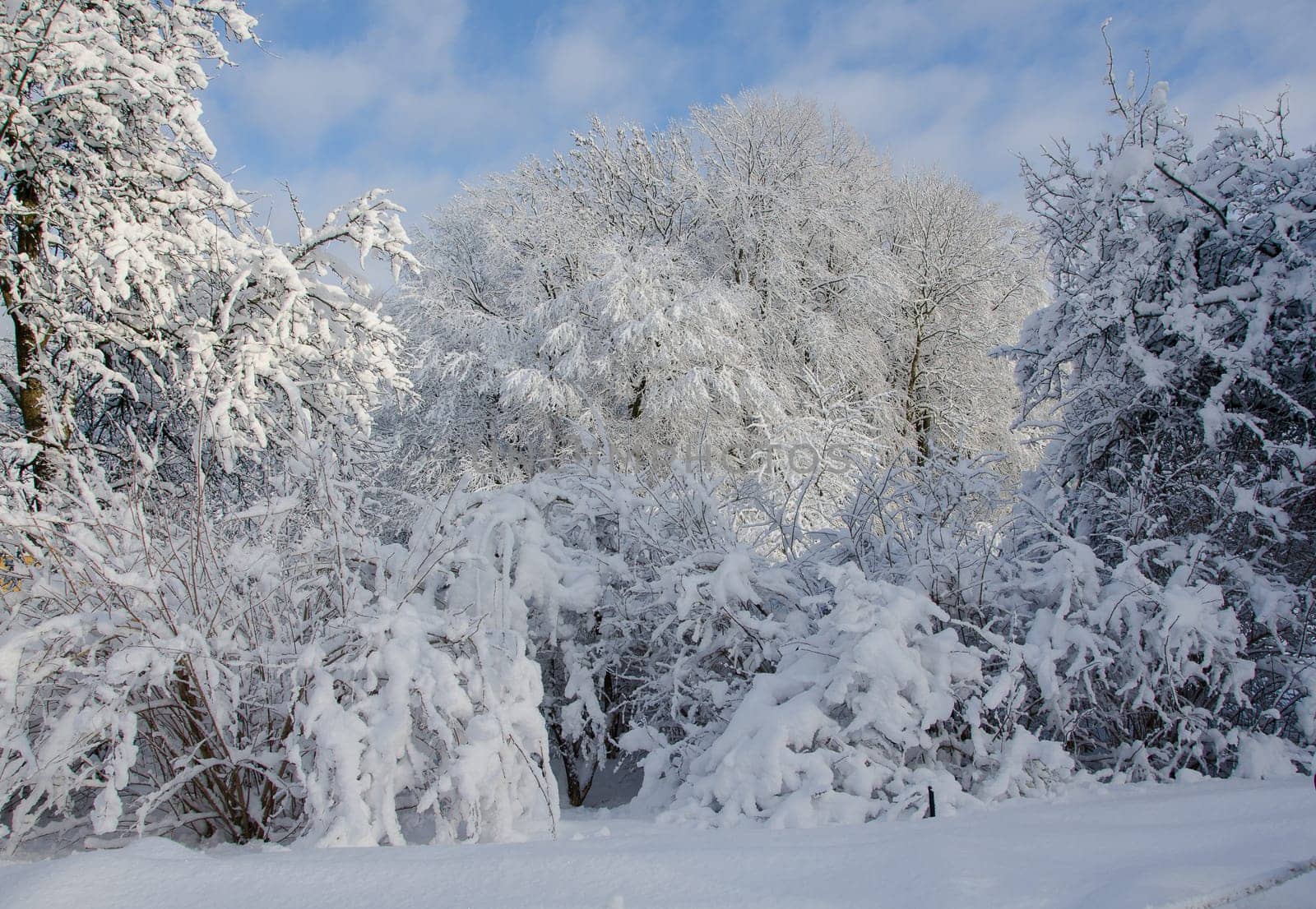 winter in sweden with snow on the tree and blue sky