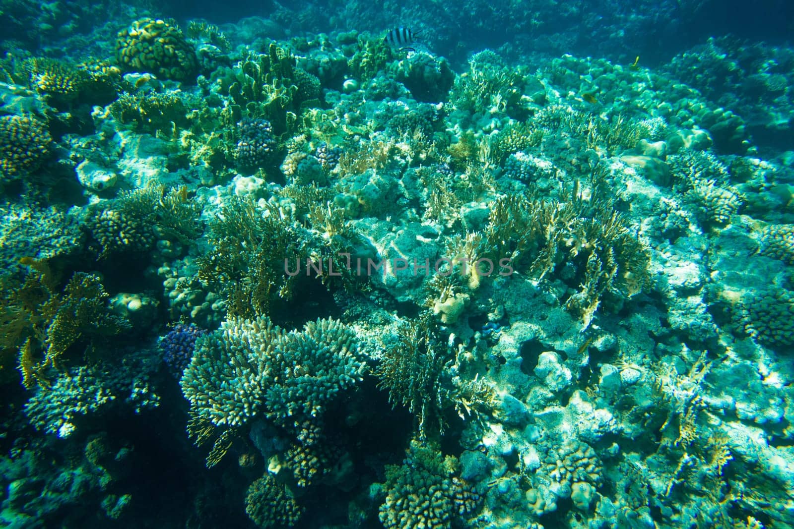 underwater scene with copy space..