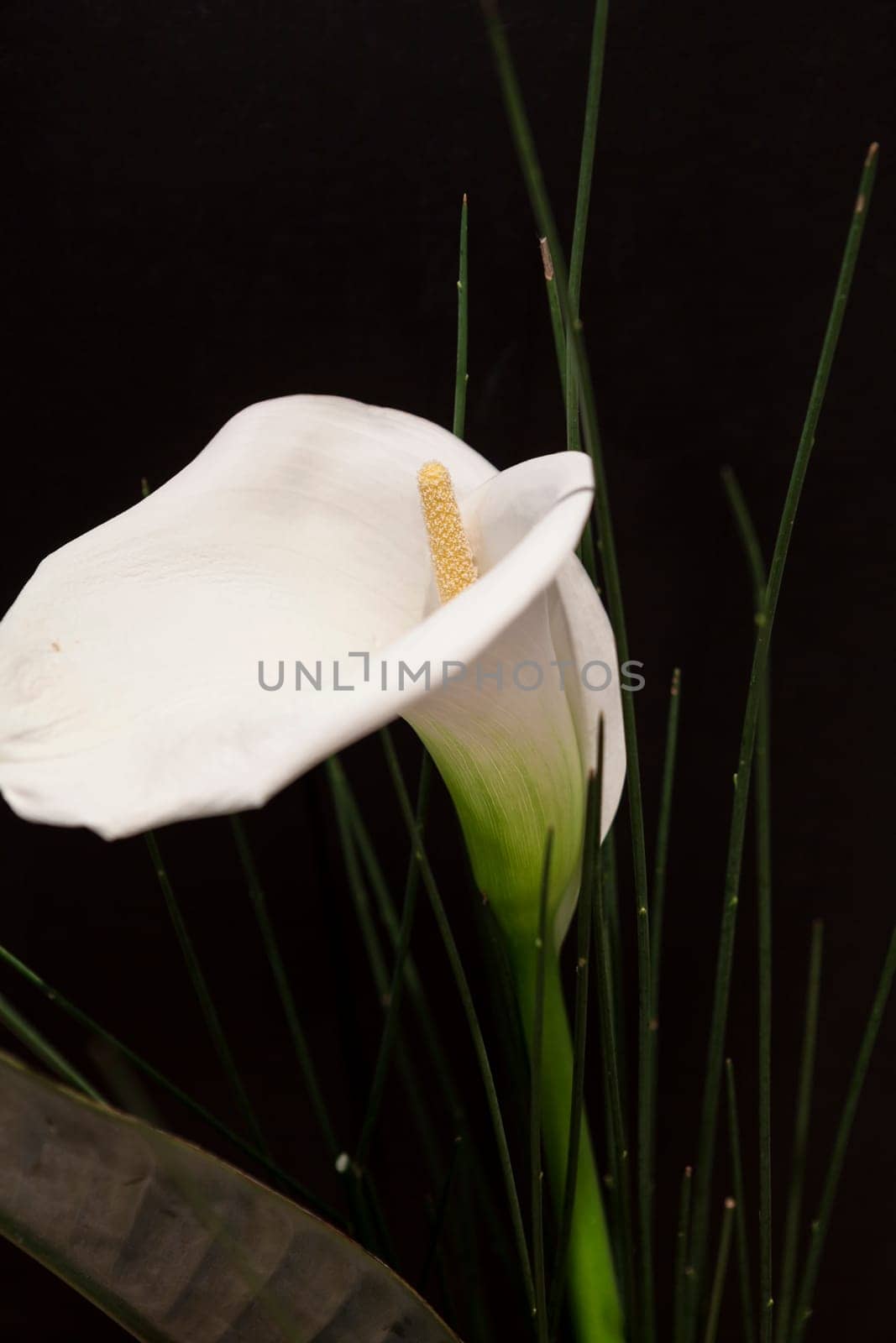 Blossom of a white Calla lily with green grass as a close-up against a black background