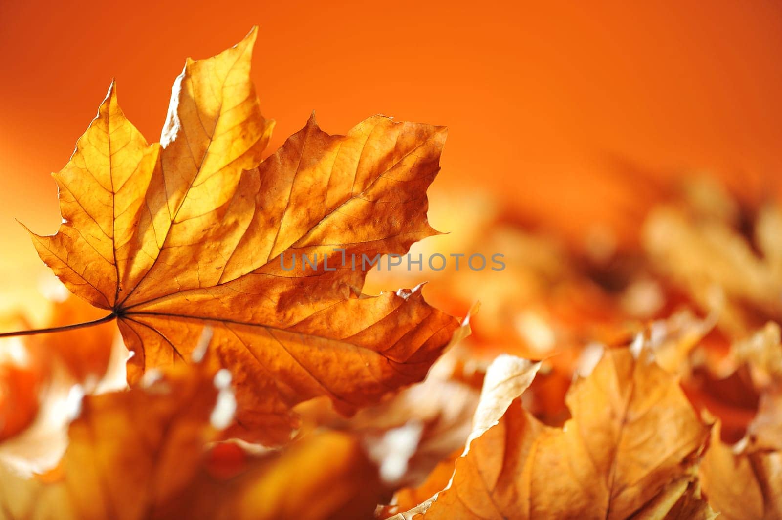 Detailed view of dried autumn leaves in various shades of brown and orange