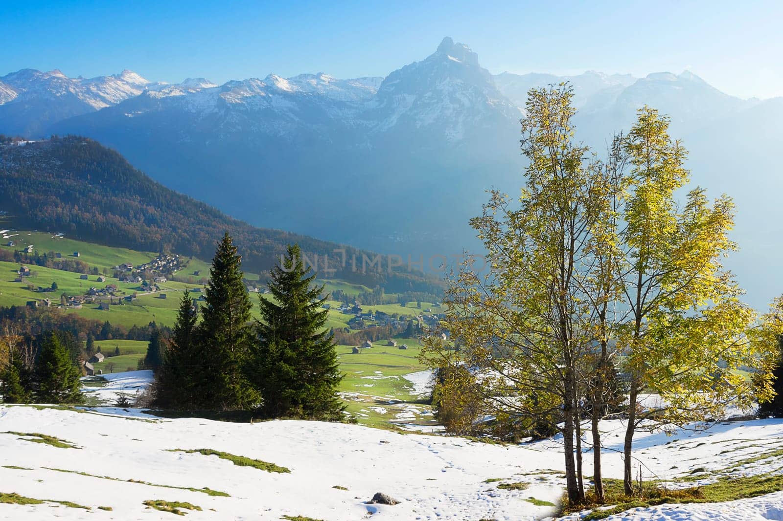 Mountain maple in front of the Glarus Alps