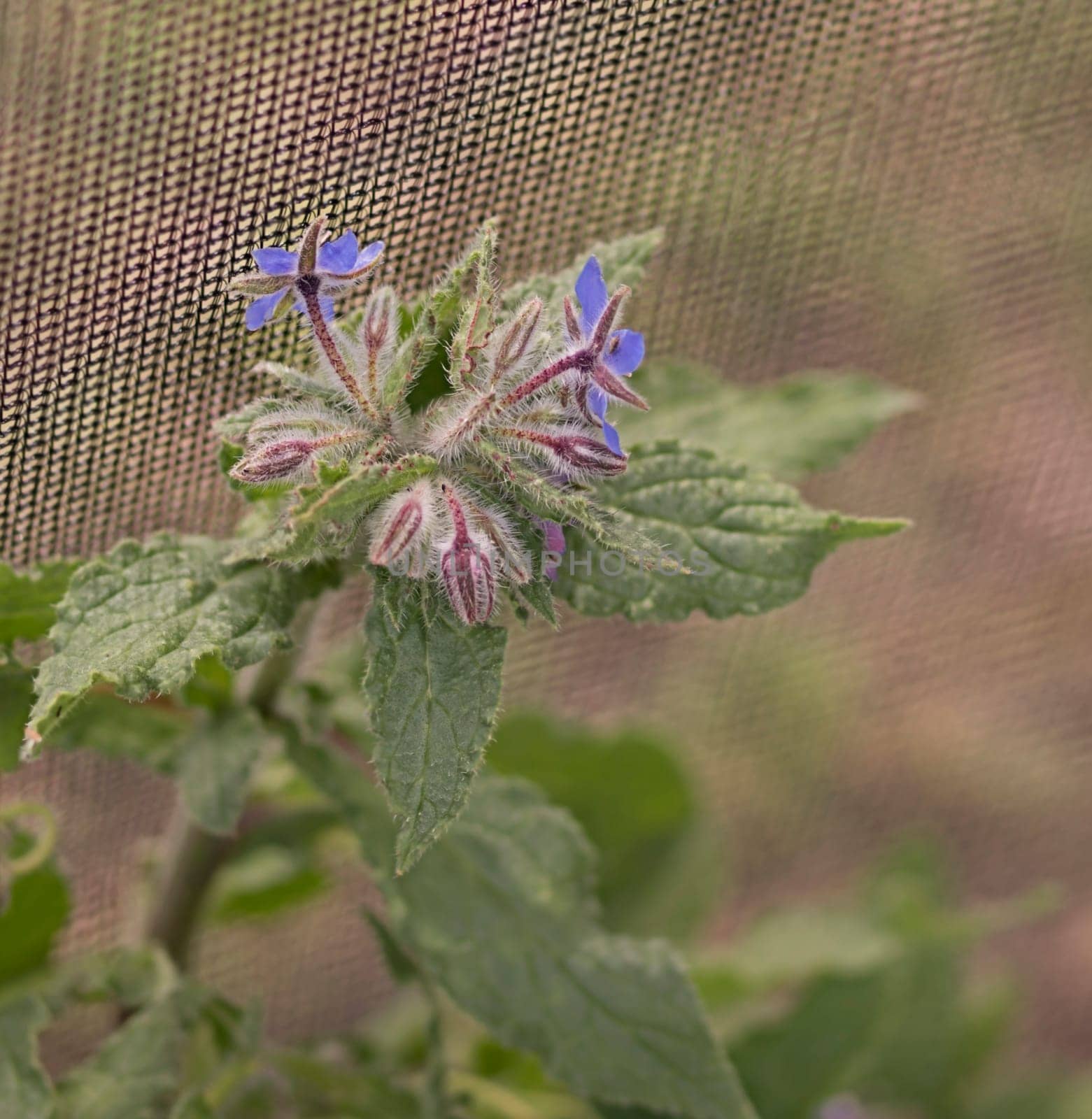 Organic Gardening, Borage Flowering in spring with blooms of blue flowers