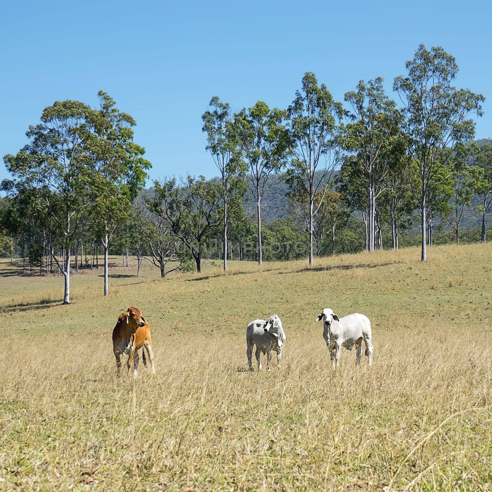 Australian Country Scene - Beef Cattle Country with 3 three cows and tall gum trees blue sky and green grass