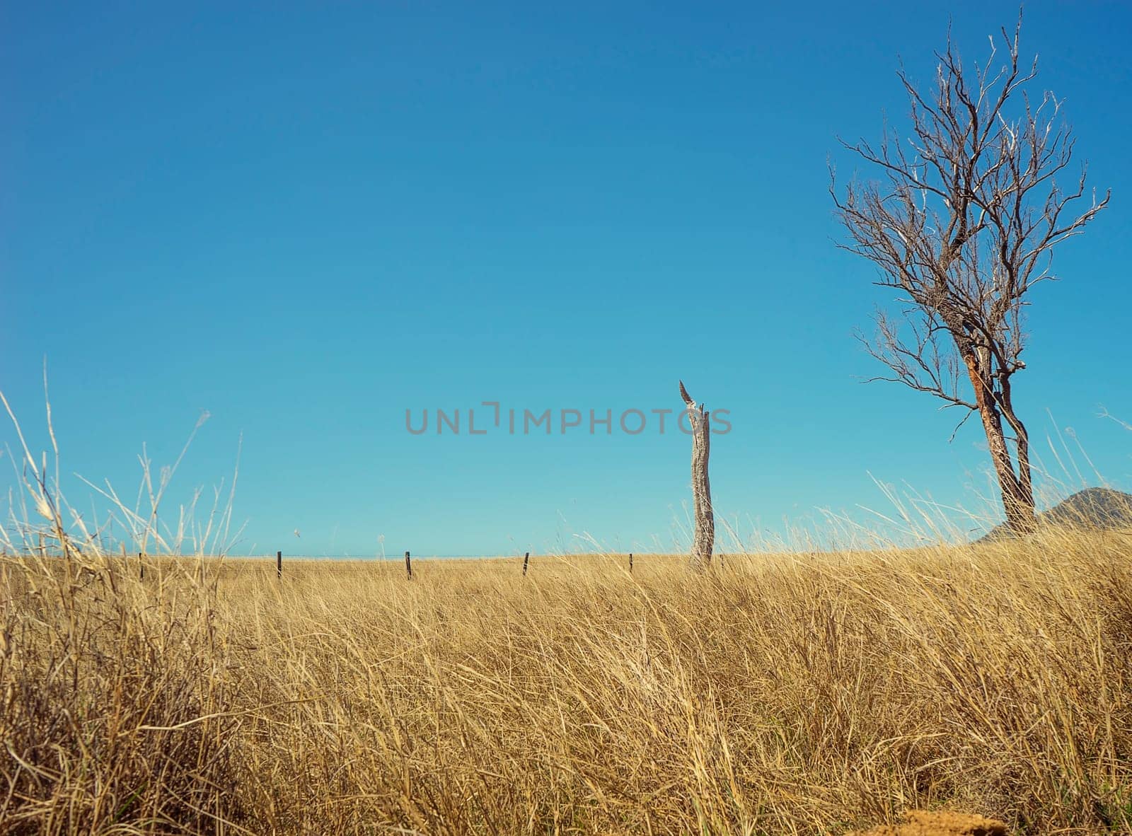 Blue Sky Horizon, an Australian rural landscape scene with dead tree