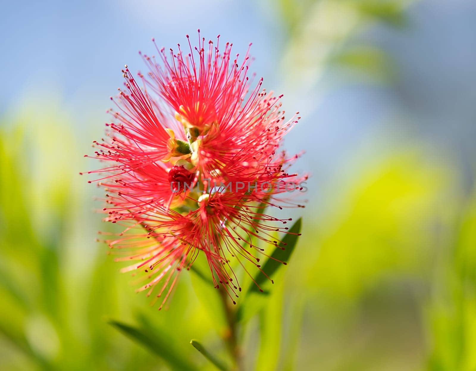 Spring bloom of the Australian wildflower, Callistemon Captain Cook, commonly called bottlebrush