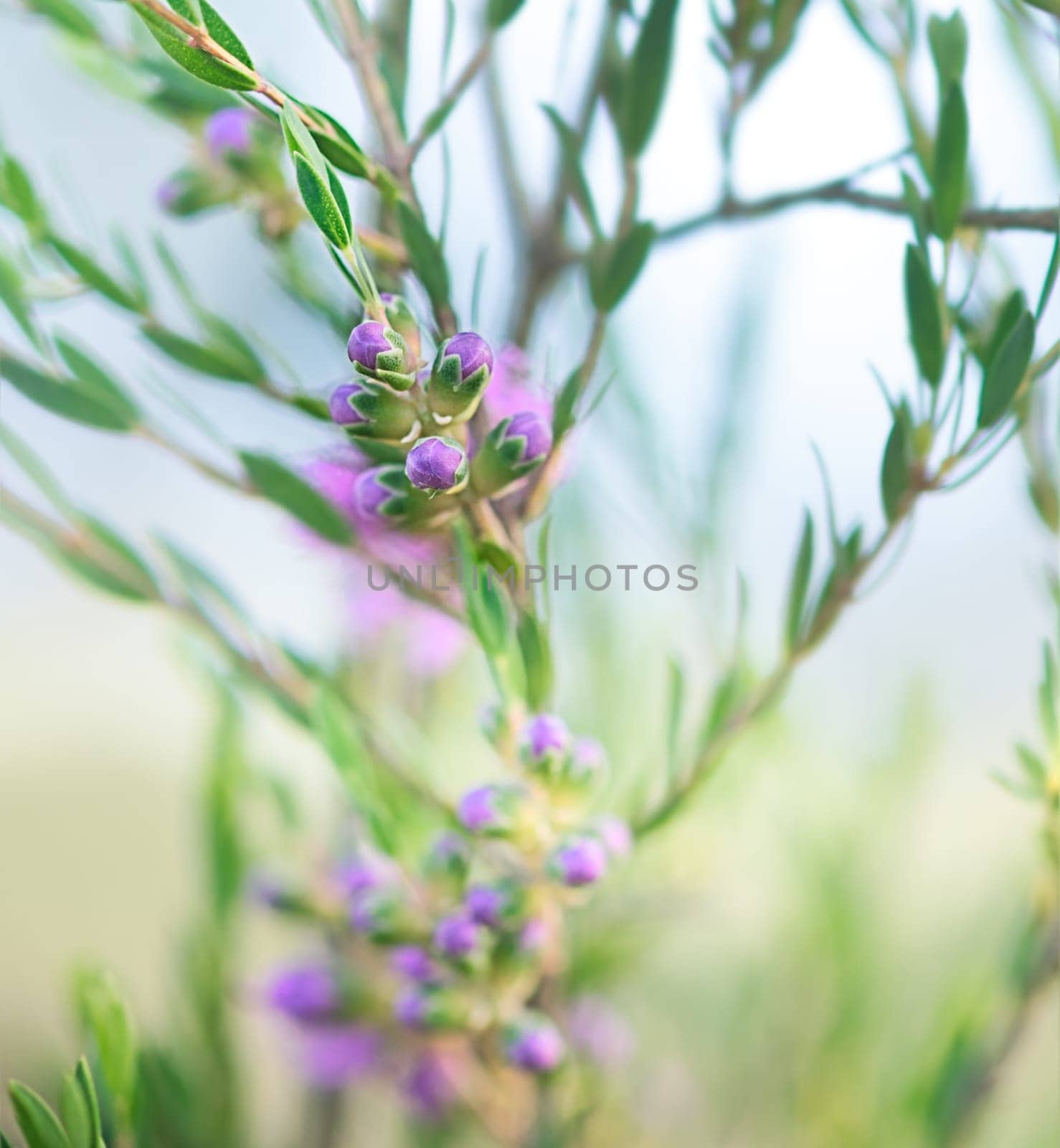 Floral spring background with purple flower of Australian wildflower Melaleuca thymifolia buds just emerging against green foliage