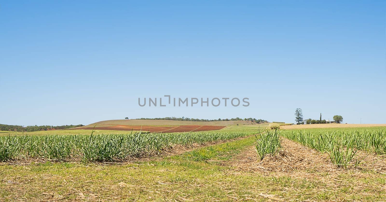 Australian sugarcane plantation in spring after winter harvest with new cane growing and some ploughed paddocks
