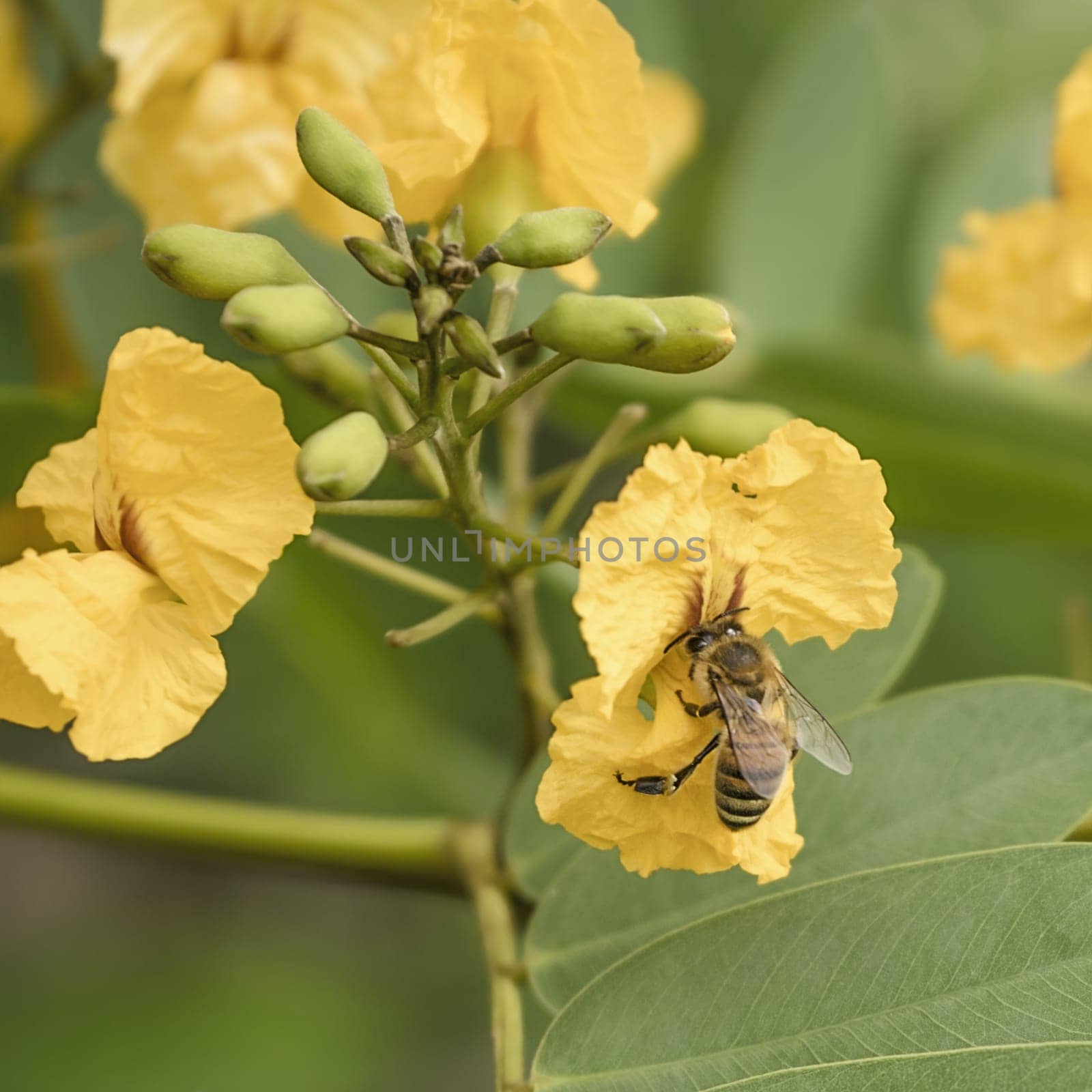 Biodiversity honey bee collecting pollen from yellow flower in Spring