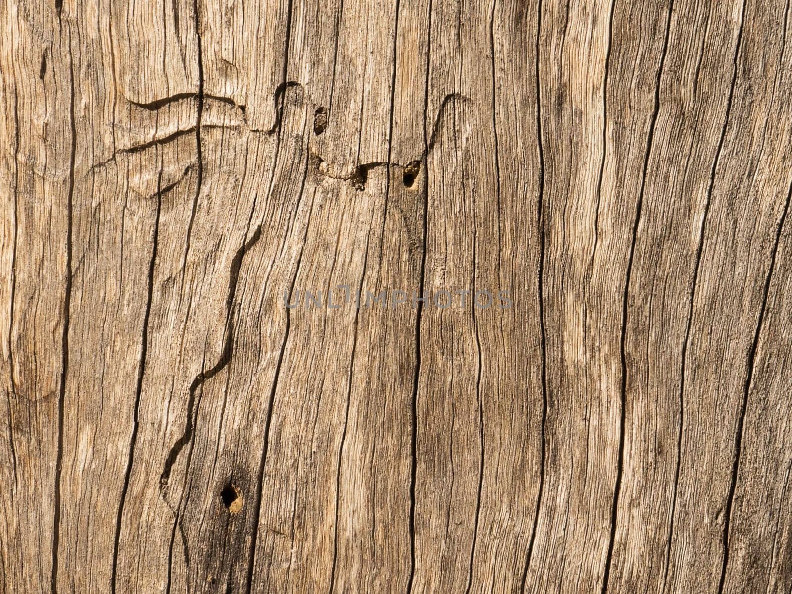 texture of rough timber of a spotted gum log with galleries made by longhorn beetle larva
