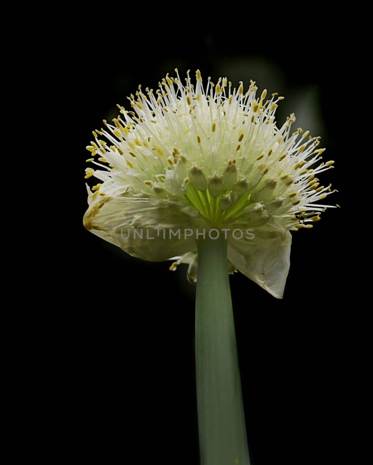 Onion shallot bloom flowering in spring
