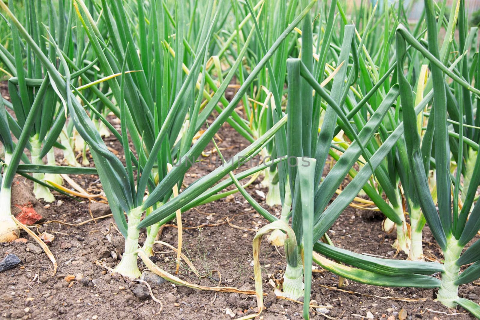 Agricultural crop of onions.
