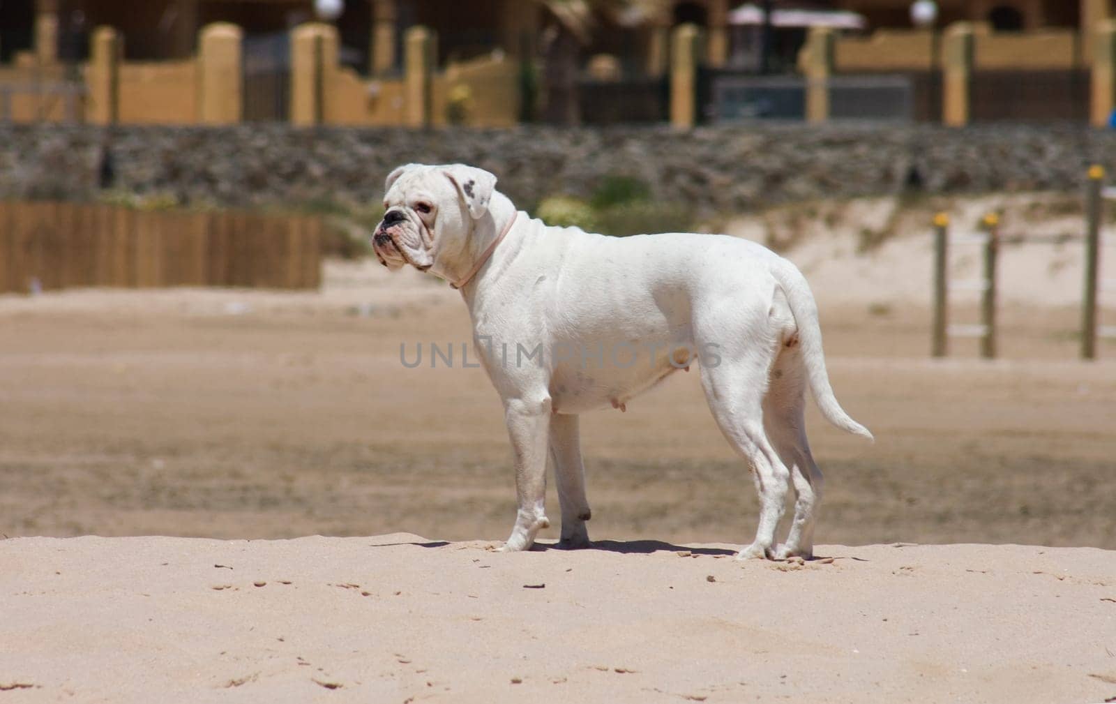 Female white boxer dog playing at the beach of Los Lances, Tarifa, Spain