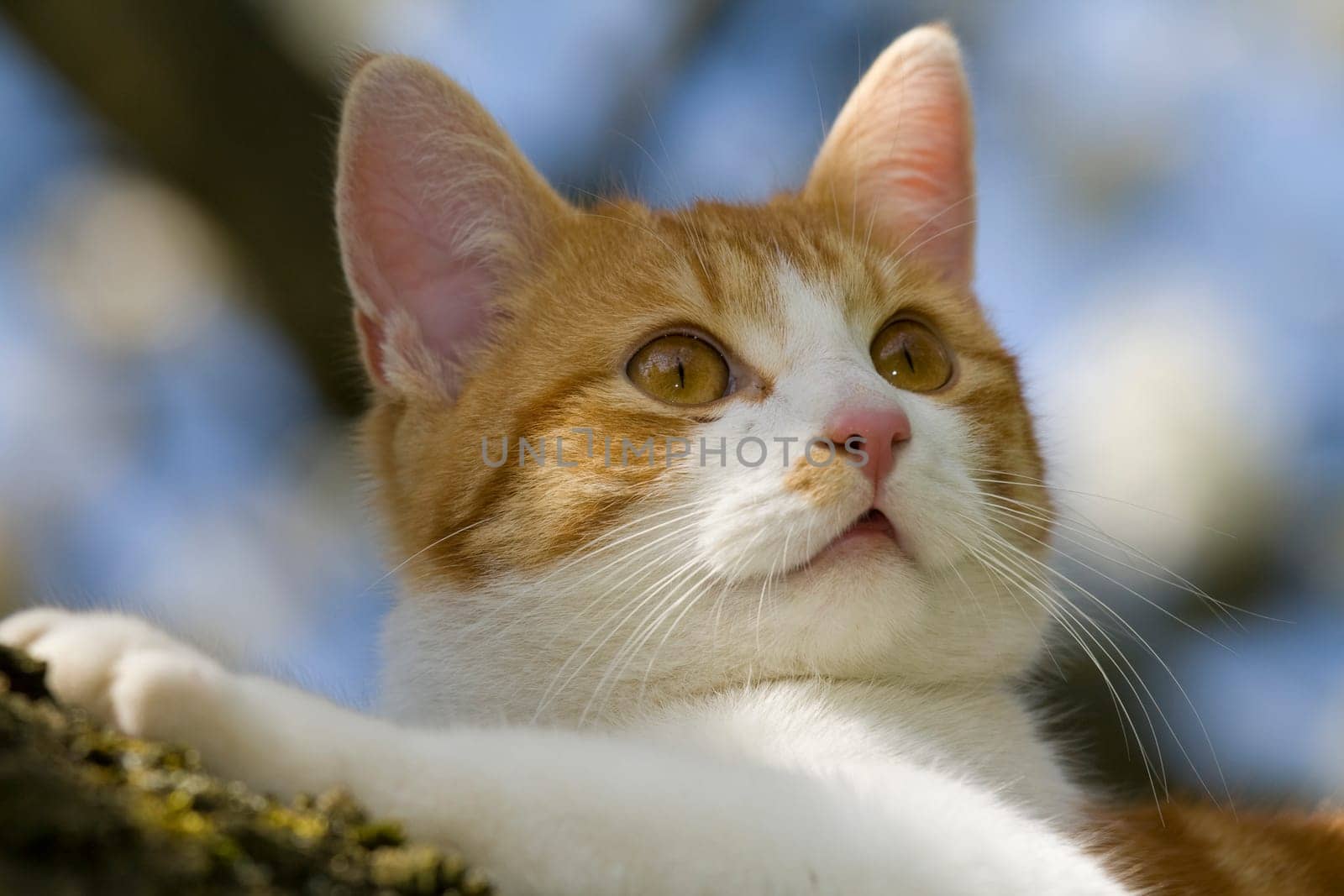 Playing cats in nature,cat portraits