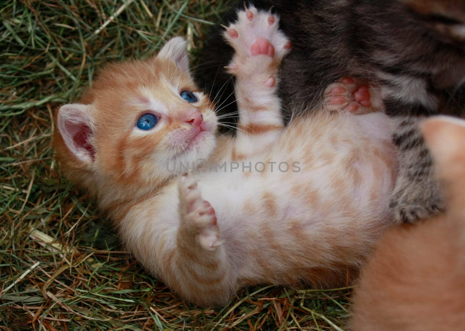 Playing cats in nature,cat portraits