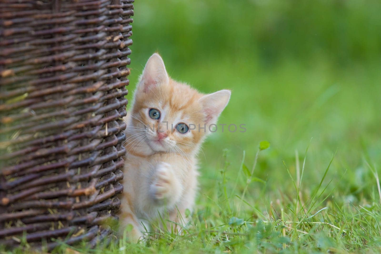 Playing cats in nature,cat portraits