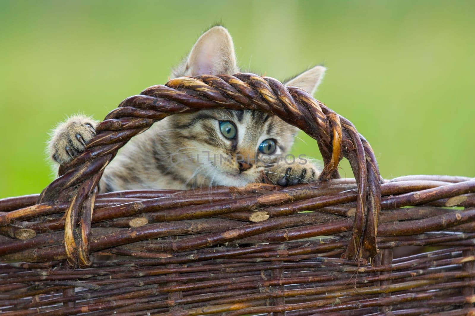 Playing cats in nature,cat portraits