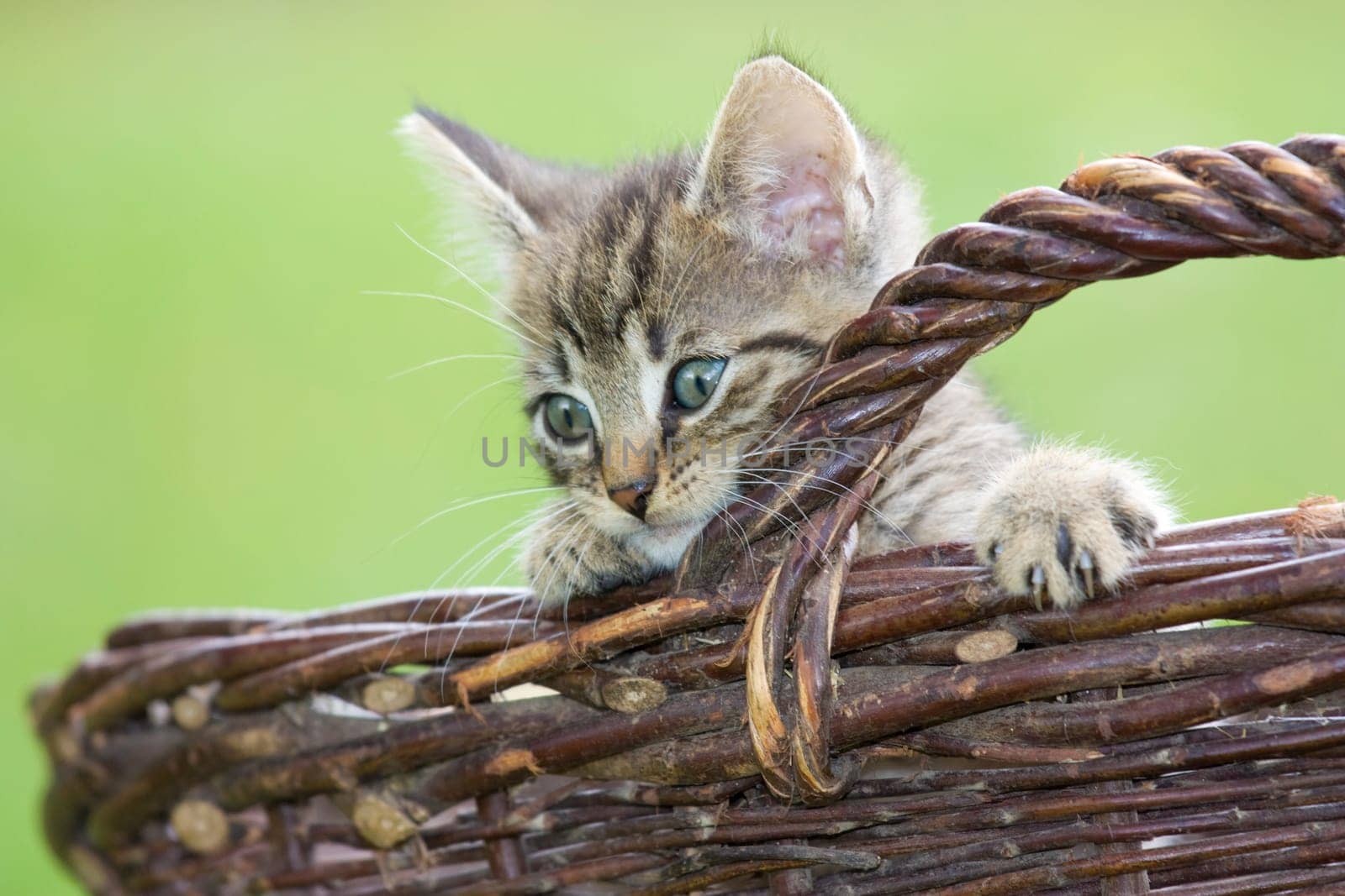 Playing cats in nature,cat portraits