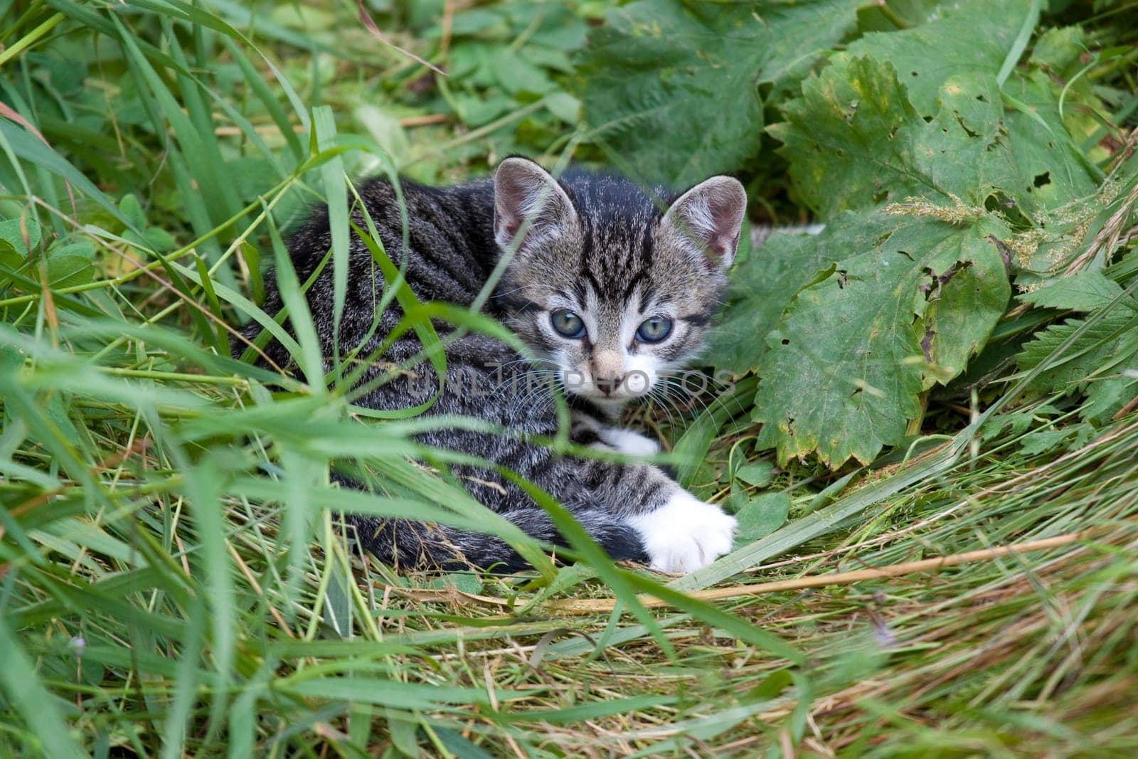 Playing cats in nature,cat portraits