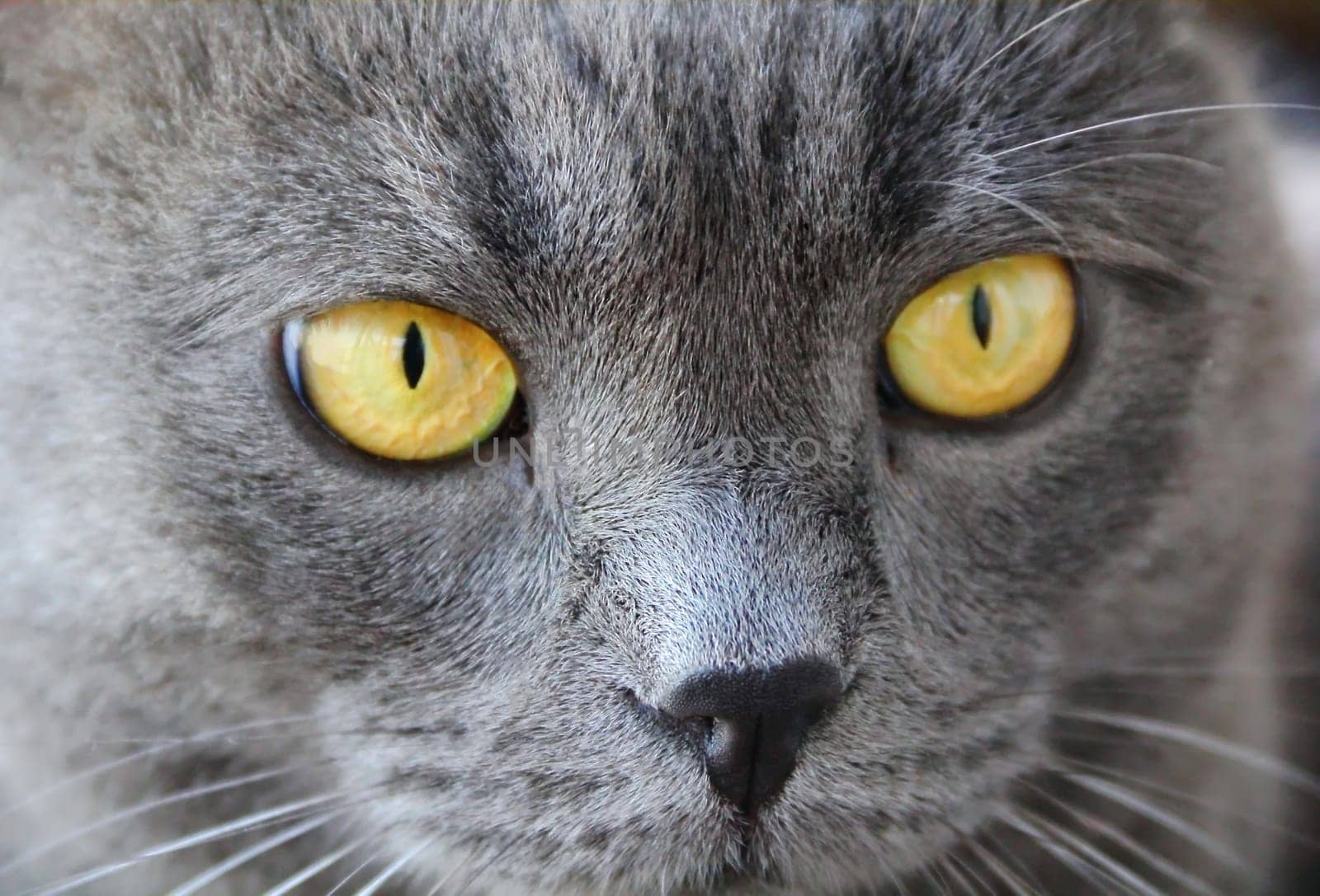 Image of cat's portrait with yellow eyes