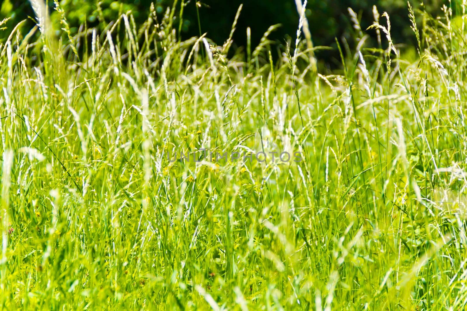 Summer picture of green saturate grass texture