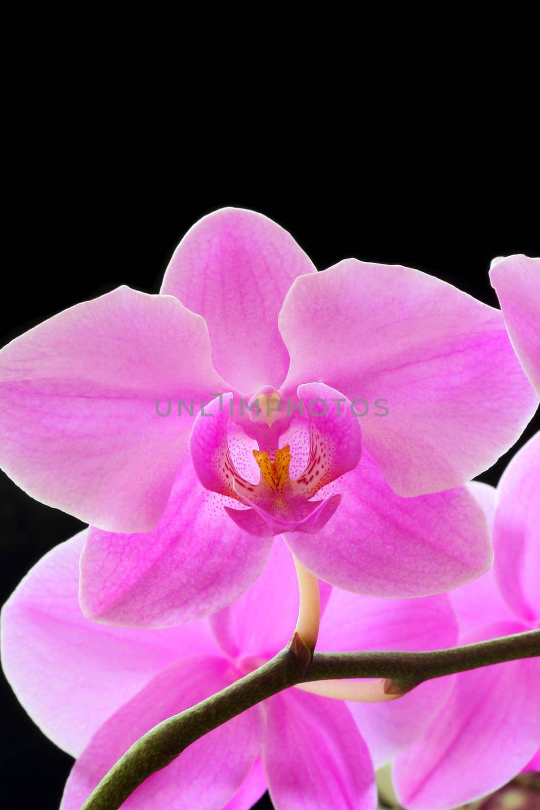 The beautiful purple orchid on black background