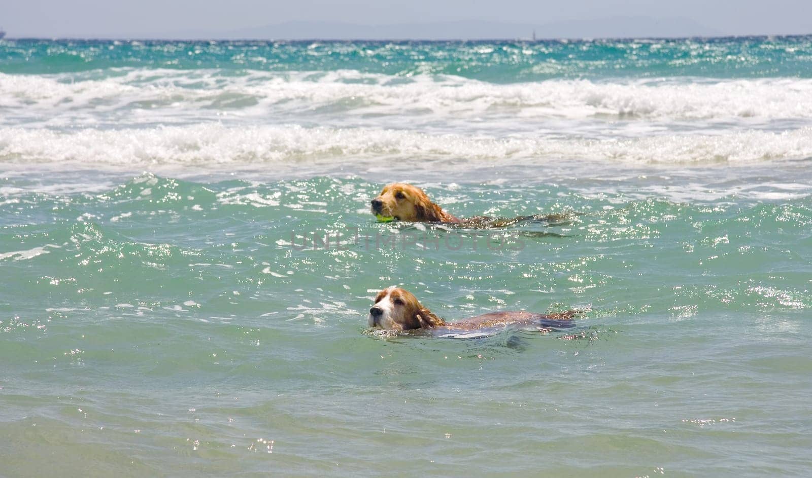 Dogs swimming hard in the ocean, Tarifa, Spain