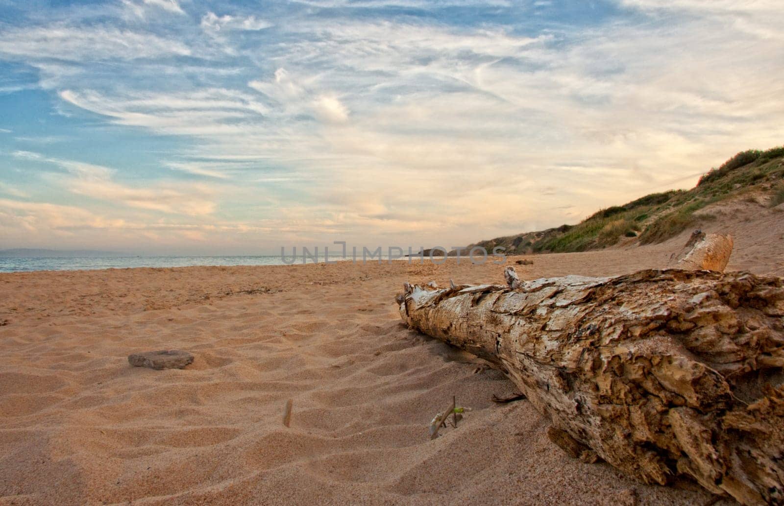 Dead tree trunk on beach in sunset time, Spain