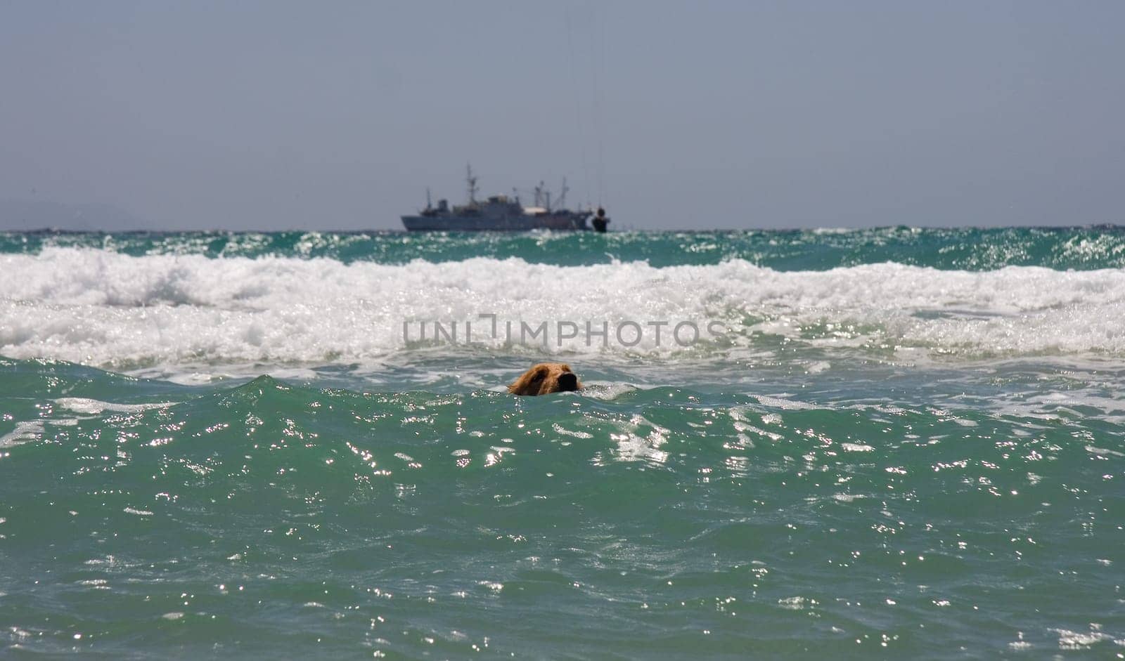 Dogs swimming hard in the ocean, Tarifa, Spain