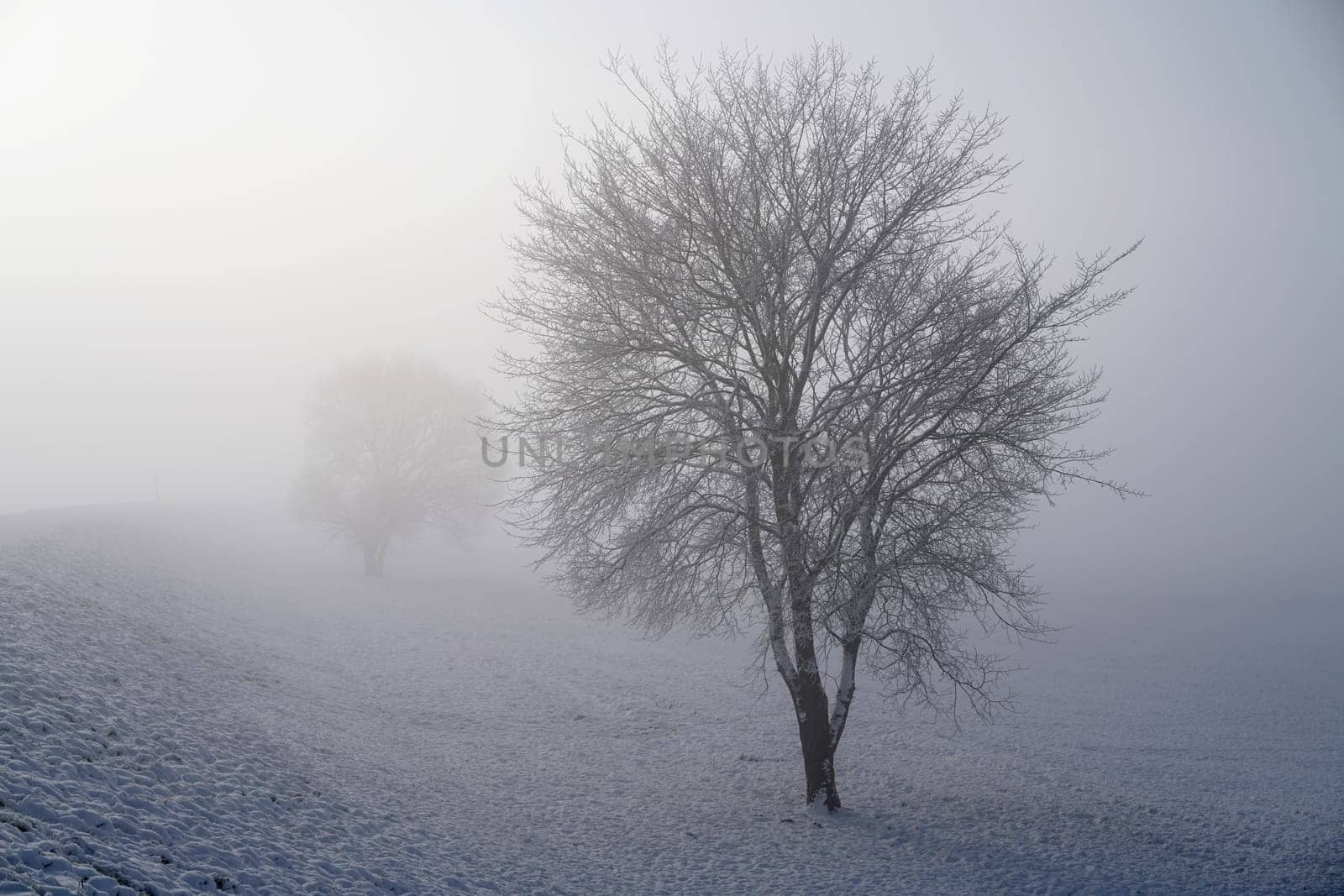 Winterlandchaft with trees in the fog