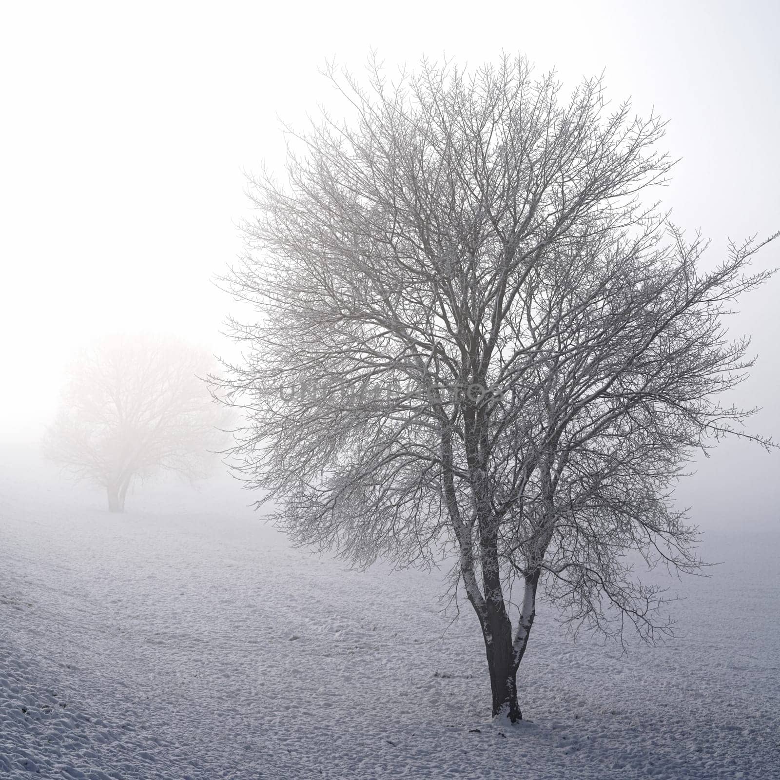 Winterlandchaft with trees in the fog