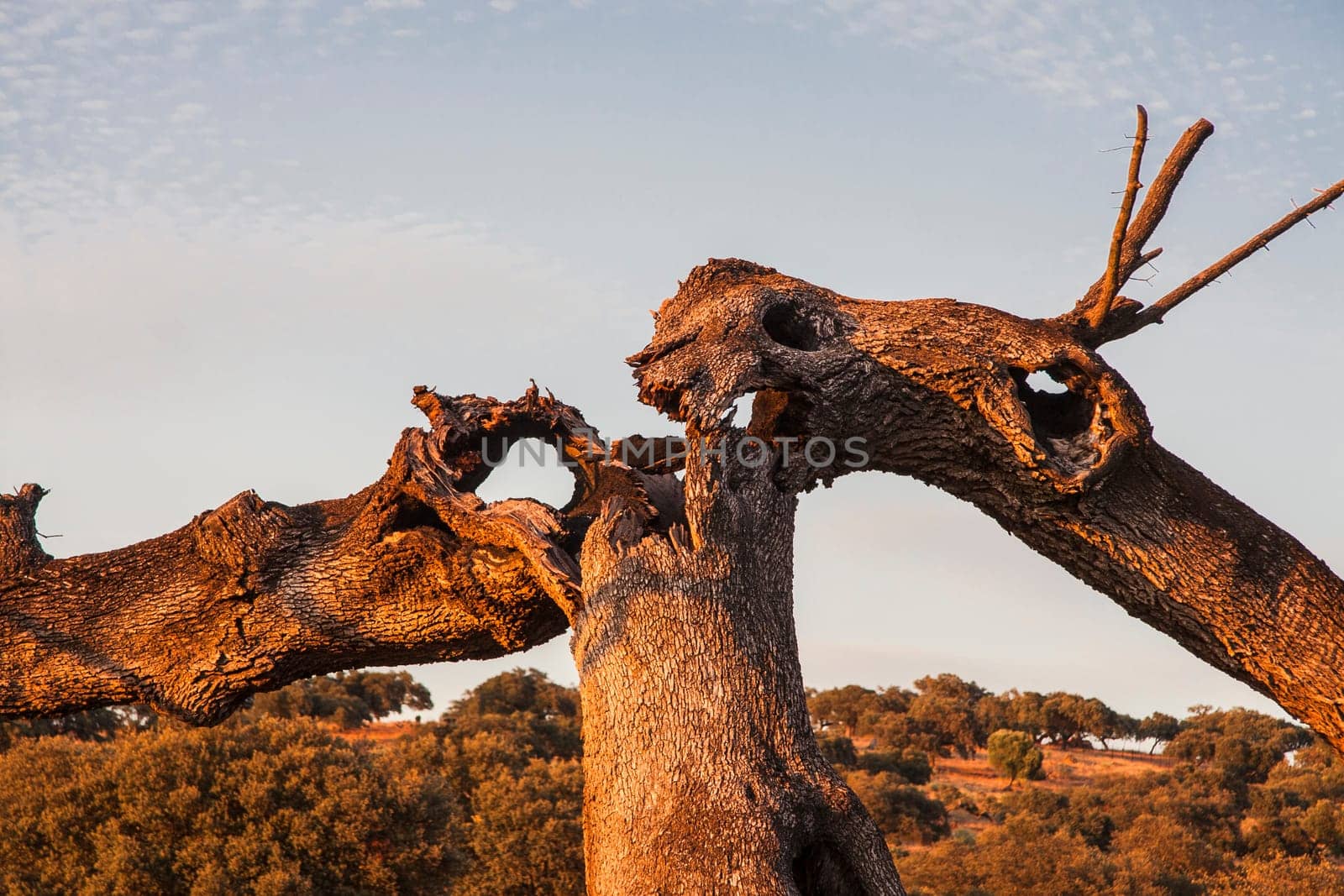 Old oak holm broken by lightning, after a hard storm at sunset, Extremadura, Spain