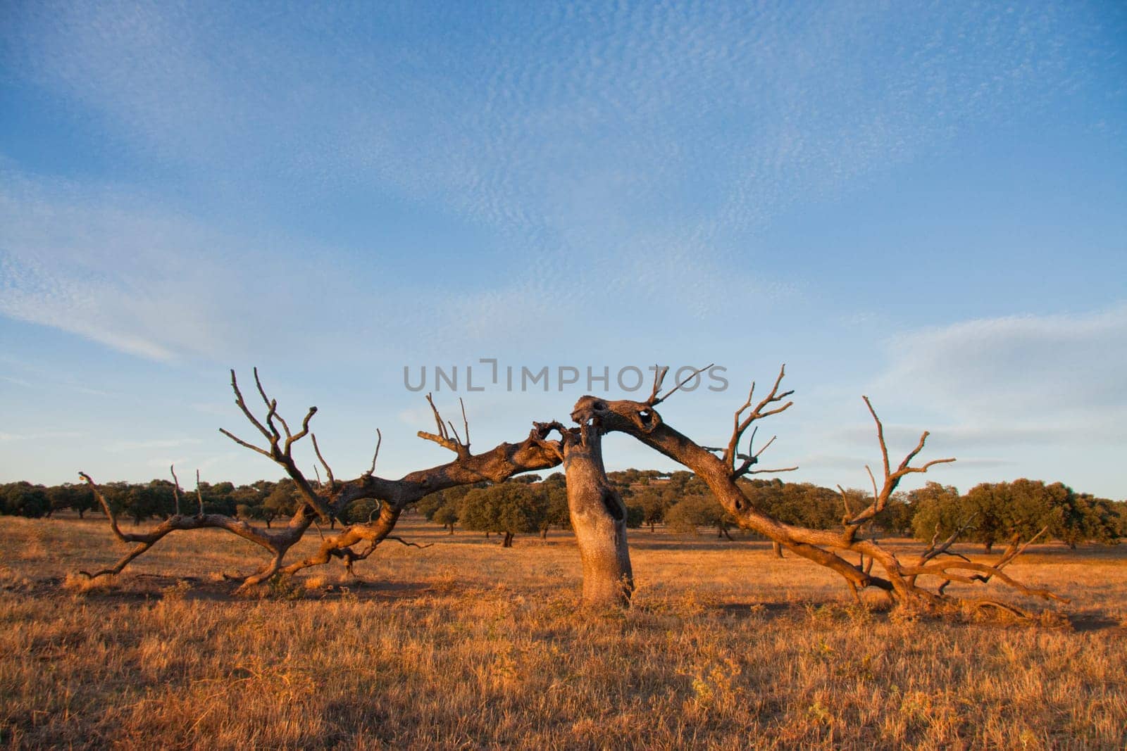 Old oak holm broken by lightning, after a hard storm at sunset, Extremadura, Spain