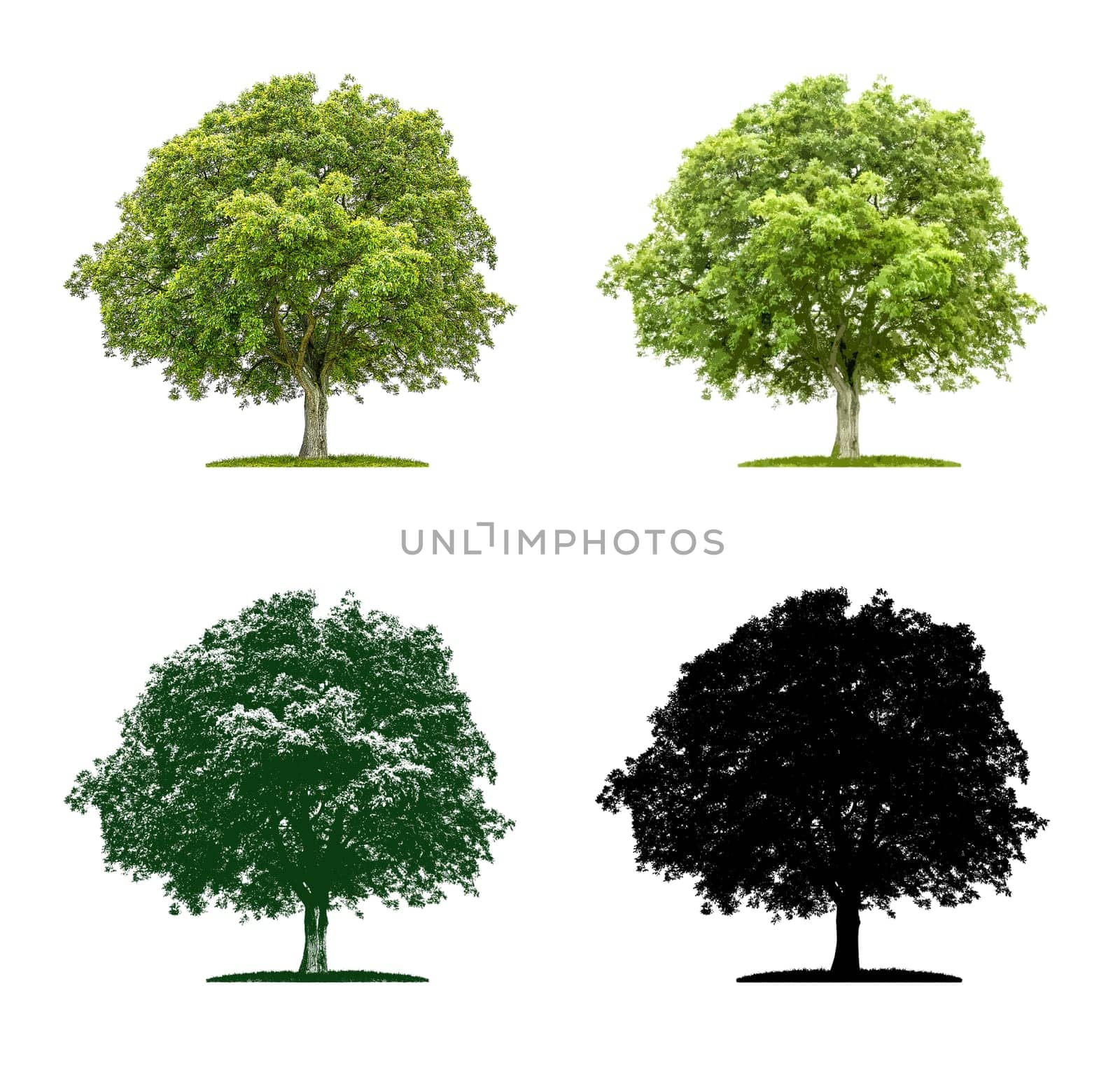 Tree in four different illustration techniques - Walnut tree
