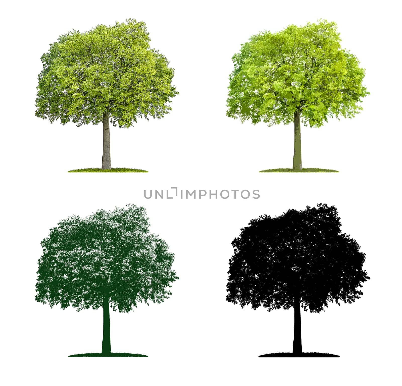 Tree in four different illustration techniques - Zürgelbaum