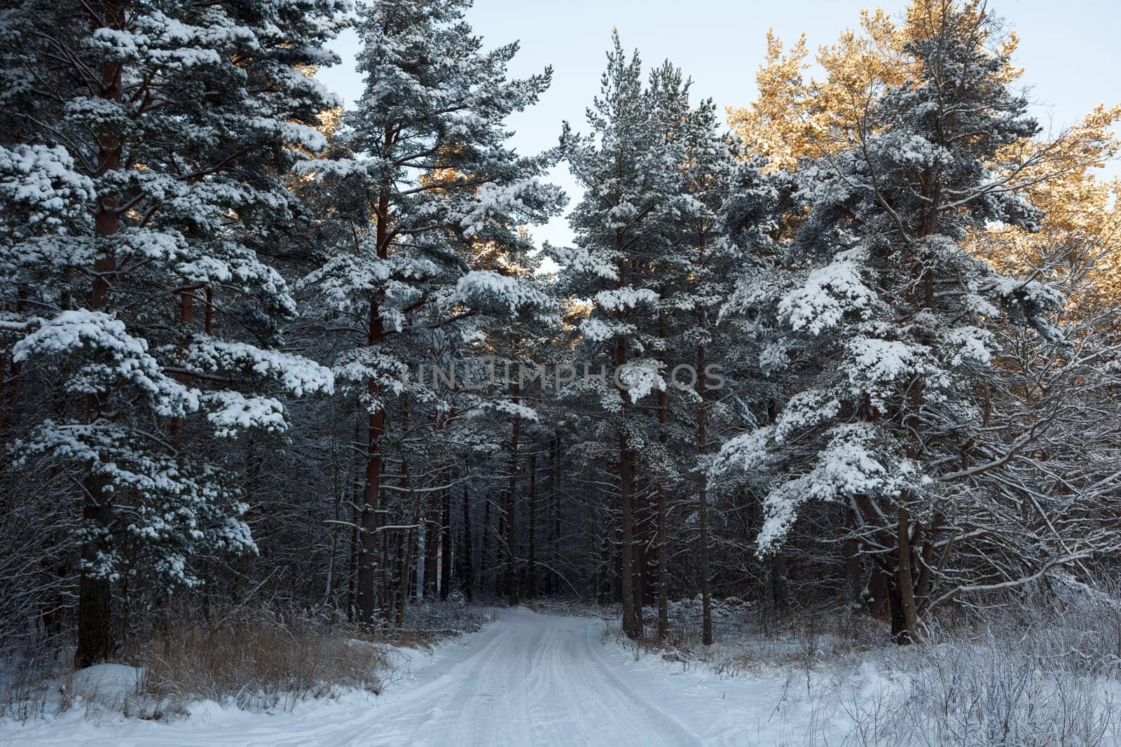An forest road covered with white snow
